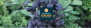 Fresh Greens from Organic Crush