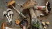 Photo of Mushrooms and Spores - More Spores Blog Post