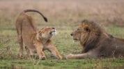 Photo of two lions stretching in a field