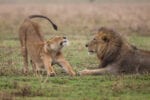 Photo of two lions stretching in a field