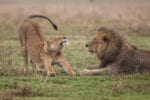 Photo of two lions stretching in a field