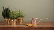 Organic Krush - Green Scene -Green plants in copper pots, watering can and work gloves on a wood table