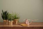 Organic Krush - Green Scene -Green plants in copper pots, watering can and work gloves on a wood table