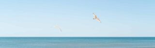 Organic Krush - Seagull flying over the beach