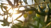 Olives on Olive Tree at sundown